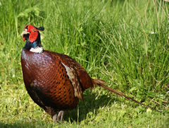 Pheasant